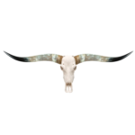 Longhorn Skull